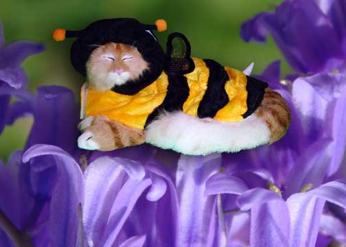 Bee Stuffy